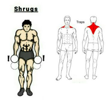 Wednesday: Shoulder/Traps